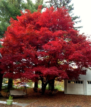 Nature's Vibrant Red Beauty