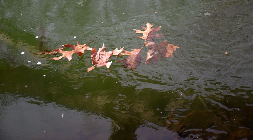 Leaves in various stages of freezing