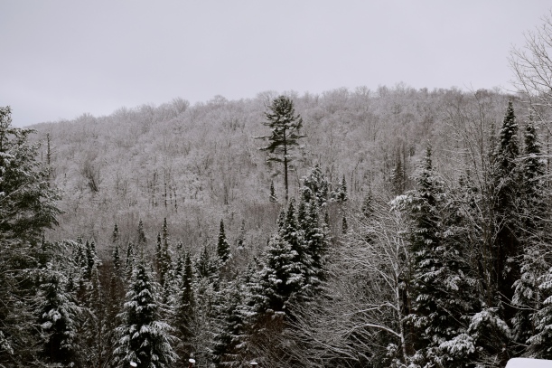 Snow covering trees in Adirondacks