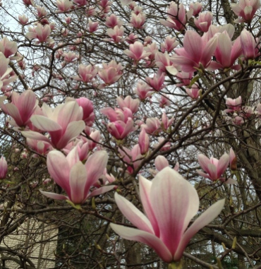 The pattern of the magnolia blossoms