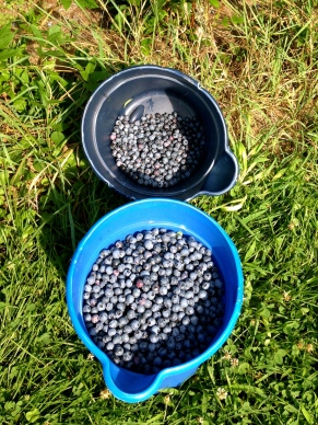 Freshly Picked Blueberries from Winnie Farm in Schyulervile, NY