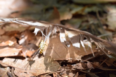 Feather on leaves
