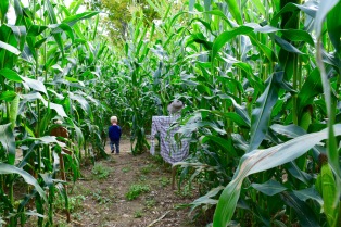 Corn Maze - Manchester, VT